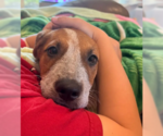 Small #3 Black Mouth Cur Mix