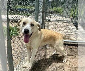 Labrador Retriever-Unknown Mix Dogs for adoption in Conroe, TX, USA
