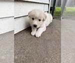 Small #2 Ausky-Great Pyrenees Mix