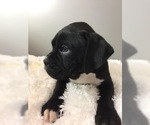 Small Photo #11 Boxer Puppy For Sale in MILLERSBURG, OH, USA