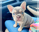 Small #4 French Bulldog