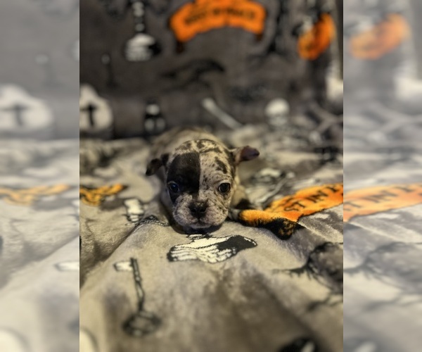 Medium Photo #15 French Bulldog Puppy For Sale in OCALA, FL, USA