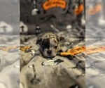 Small #14 French Bulldog