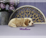 Small Photo #6 Cavalier King Charles Spaniel Puppy For Sale in CHANUTE, KS, USA