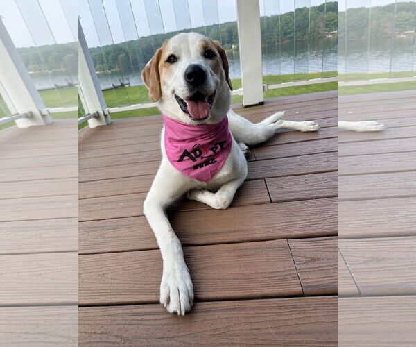 Medium Photo #28 Great Pyrenees-Unknown Mix Puppy For Sale in Mount Laurel, NJ, USA