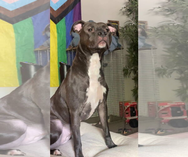 Medium Photo #13 American Pit Bull Terrier-Unknown Mix Puppy For Sale in Germantown, OH, USA