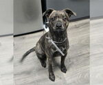 Small Staffordshire Bull Terrier Mix