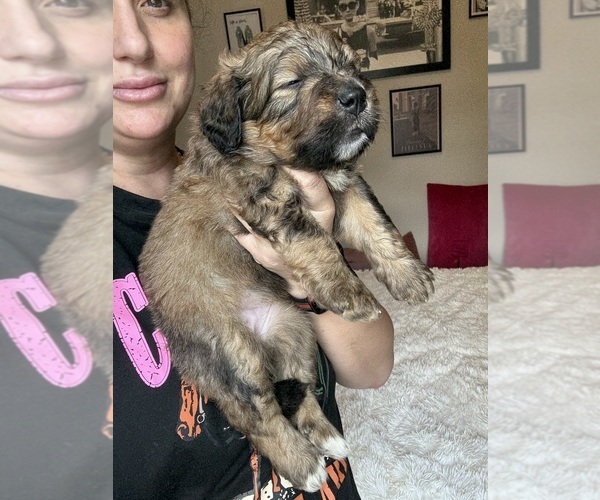 Medium Photo #35 Bernedoodle Puppy For Sale in BELMONT, NC, USA