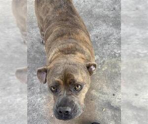 American Staffordshire Terrier Dogs for adoption in San Antonio, TX, USA