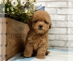 Small Photo #7 Poodle (Toy) Puppy For Sale in SAN MATEO, CA, USA