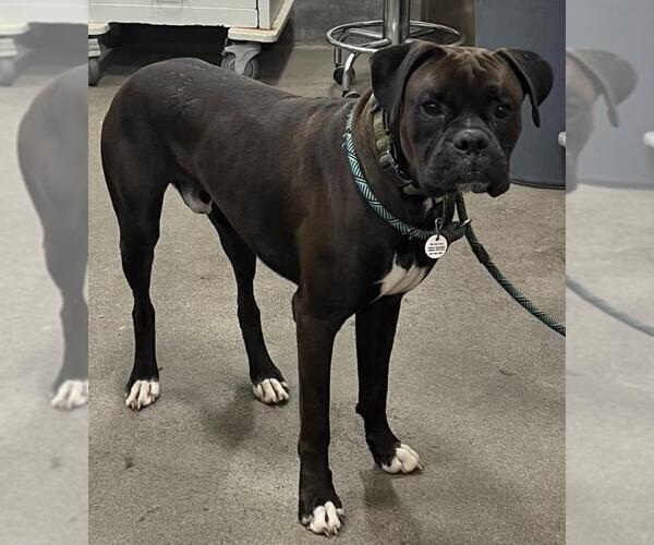 Medium Photo #1 Boxer Puppy For Sale in Forestville, MD, USA