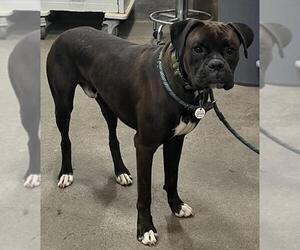 Boxer Dogs for adoption in Forestville, MD, USA