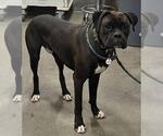 Small Boxer