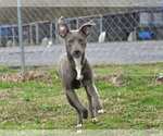 Small #2 Blue Lacy Mix