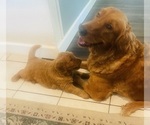 Small #32 Golden Retriever