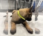 Small Photo #80 Belgian Malinois Puppy For Sale in REESEVILLE, WI, USA