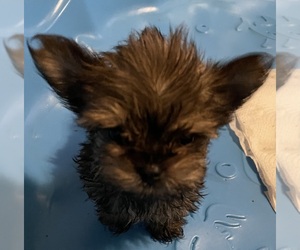 Yorkshire Terrier Puppy for sale in JOHNSTOWN, PA, USA