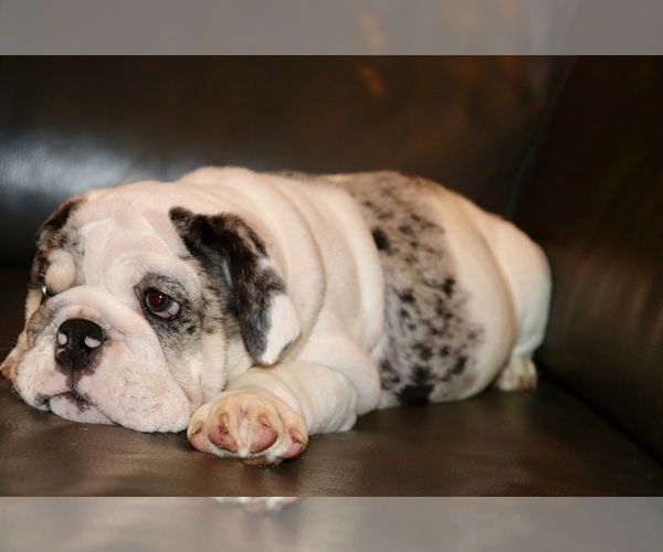 Medium Photo #9 English Bulldog Puppy For Sale in CHICAGO, IL, USA