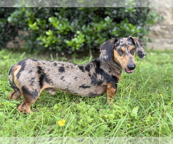 Medium Photo #2 Dachshund Puppy For Sale in PIPE CREEK, TX, USA