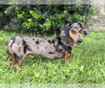 Small #1 Dachshund