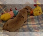 Small Photo #87 Great Dane Puppy For Sale in SPRAGGS, PA, USA