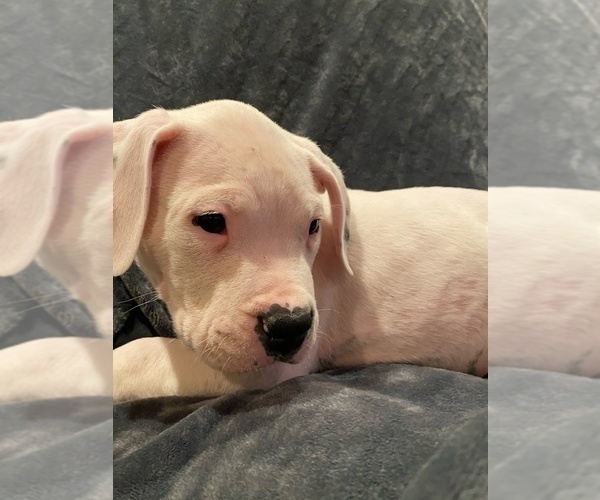Medium Photo #15 Dogo Argentino Puppy For Sale in SAN ANTONIO, TX, USA