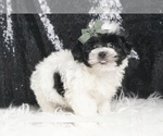 Small #2 Morkie