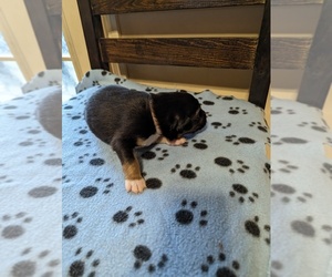 Miniature Australian Shepherd Puppy for sale in COOKEVLE, TN, USA