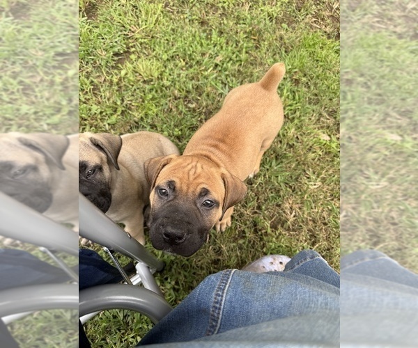 Medium Photo #8 Boerboel Puppy For Sale in harrisburg, NC, USA