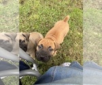 Small #7 Boerboel