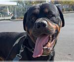 Small #1 Rottweiler