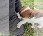 Small #3 Jack Russell Terrier