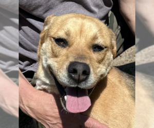 Beagle Dogs for adoption in Thomasville, NC, USA