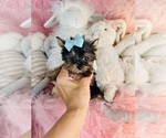 Small #7 Yorkshire Terrier