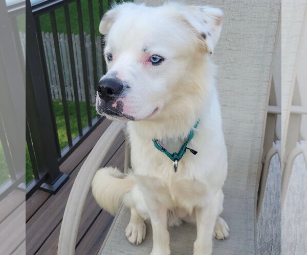 Medium Photo #23 Great Pyrenees-Unknown Mix Puppy For Sale in Fargo, ND, USA