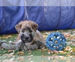 Small Photo #4 Soft Coated Wheaten Terrier Puppy For Sale in Debrecen, Hajdu-Bihar, Hungary