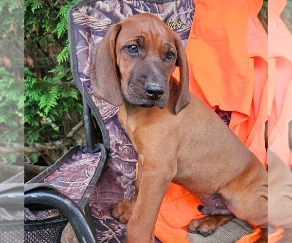 Medium Photo #2 Redbone Coonhound Puppy For Sale in DENVER, PA, USA