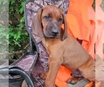 Small #1 Redbone Coonhound