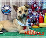 Small #1 Chihuahua Mix
