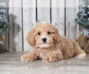 Poochon Puppy for sale in MOUNT VERNON, OH, USA