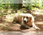 Small Photo #1 Golden Retriever Puppy For Sale in BROAD BROOK, CT, USA