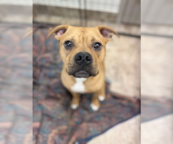 Medium Photo #18 Bullboxer Pit Puppy For Sale in Brewster, NY, USA