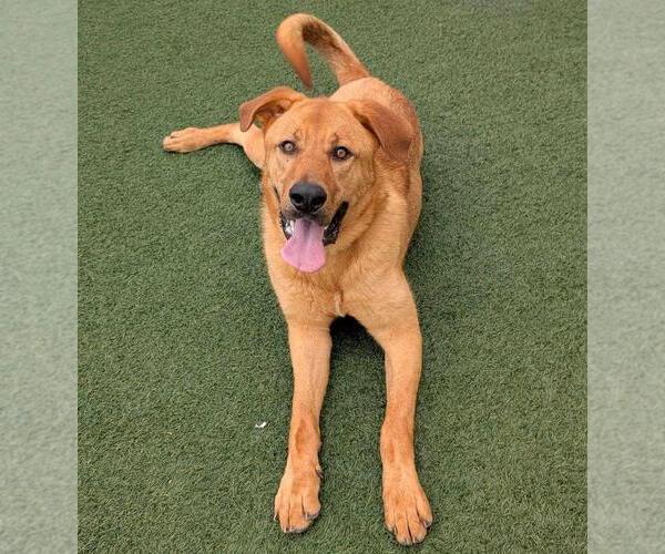 Medium Photo #11 Mastador Puppy For Sale in Rockwall, TX, USA