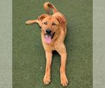 Small #10 Mastador