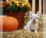 Puppy Relish French Bulldog