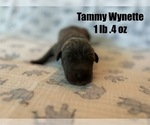 Puppy Tammy Wynette Great Dane