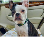 Small #2 Boston Terrier