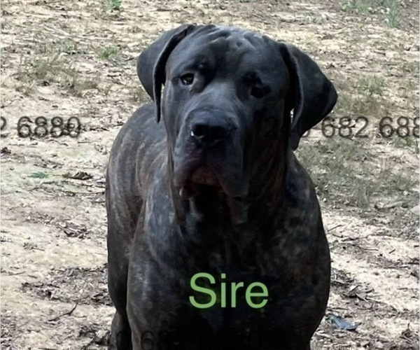 Medium Photo #1 Cane Corso Puppy For Sale in LA PLATA, MD, USA