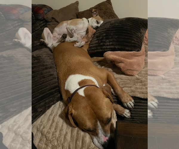 Medium Photo #5 American Pit Bull Terrier-Chihuahua Mix Puppy For Sale in Holly Springs, NC, USA