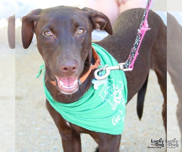 Medium Photo #6 Labrador Retriever-Retriever  Mix Puppy For Sale in Washington, DC, USA